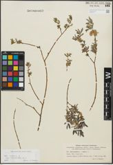 Foto von Salix repens subsp. incubacea (L.) A. Neumann